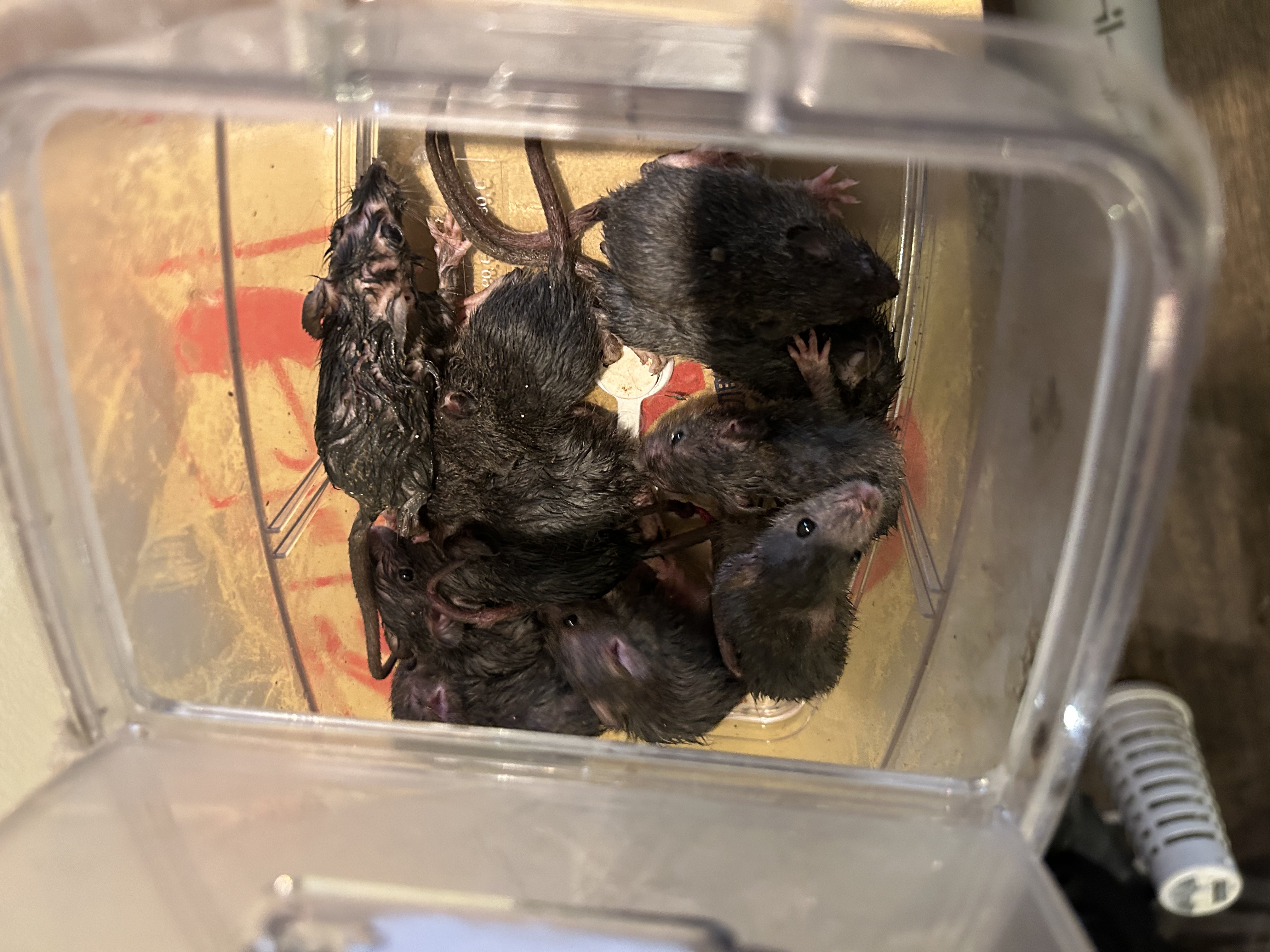 ネズミ駆除の施工写真